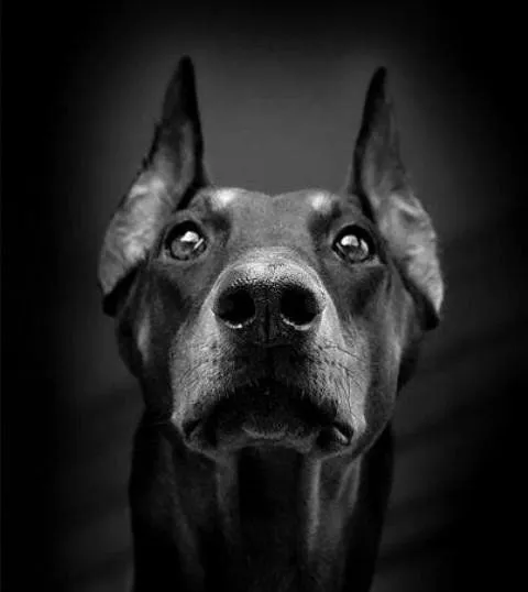 Handmade Doberman Breed Cuff Bracelet in Oxidized 925 Sterling Silver. For all the Dog, Puppy, and Pet Lovers.